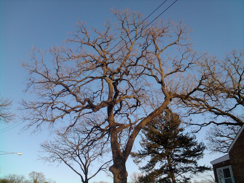 Bare Tree