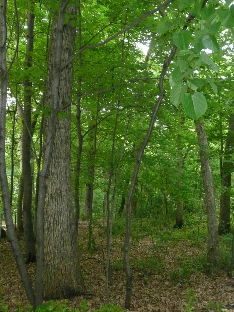 Trees