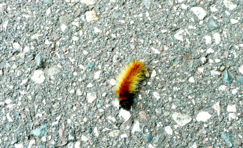 P1060942