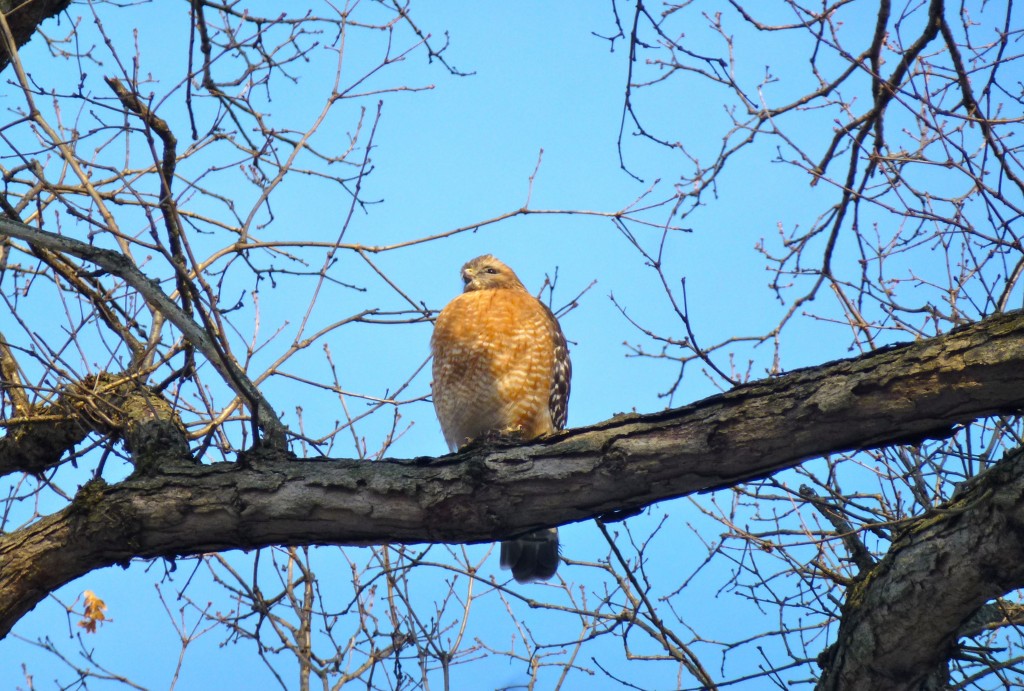 Red Shouldered Hawk