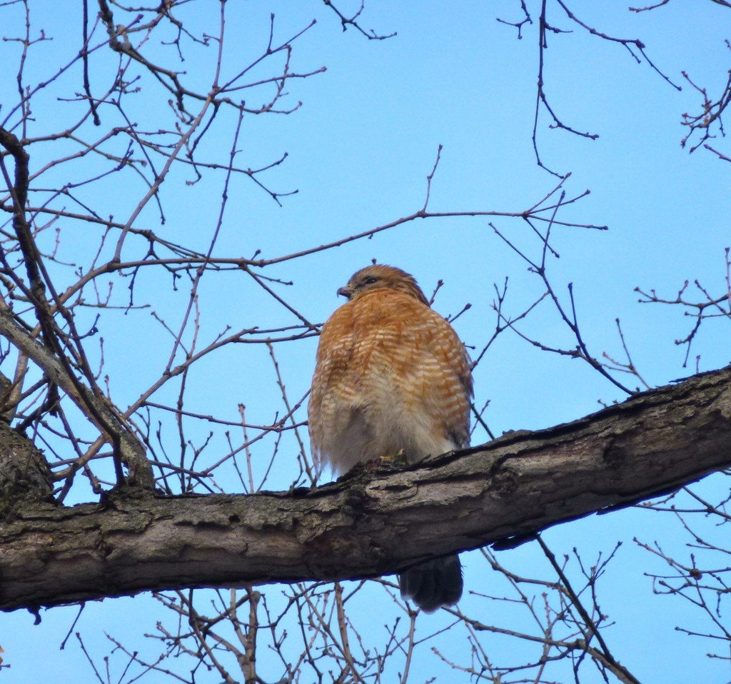 Red Shouldered Hawk 2