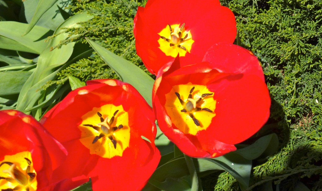 Tulips