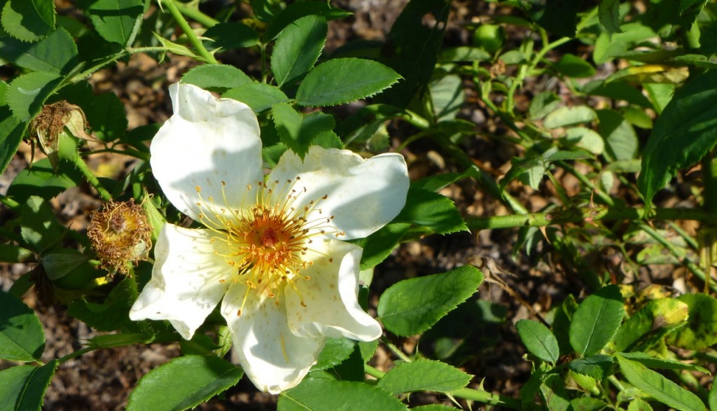 Golden Wings Shrub