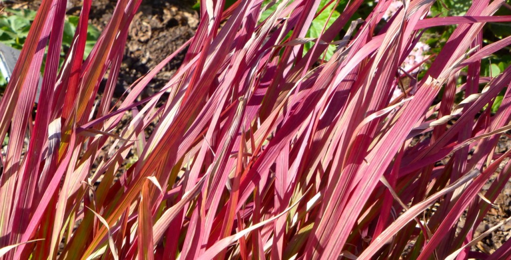Japanese Blood Grass