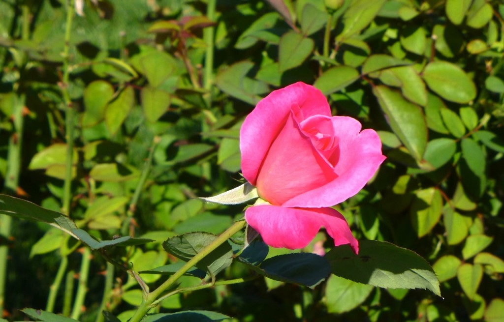 Maridje Koopman Hybrid Tea Rose