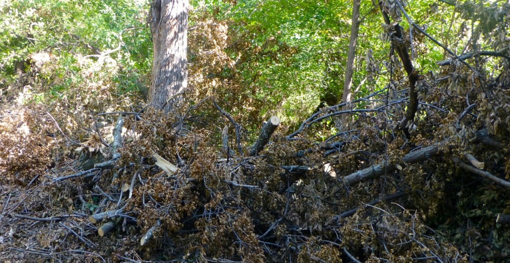 Downed Trees