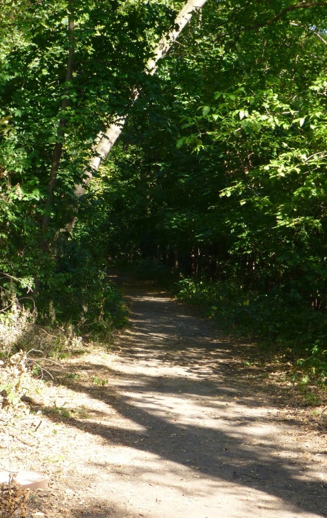 The Path through Roberts Bird Sanctuary