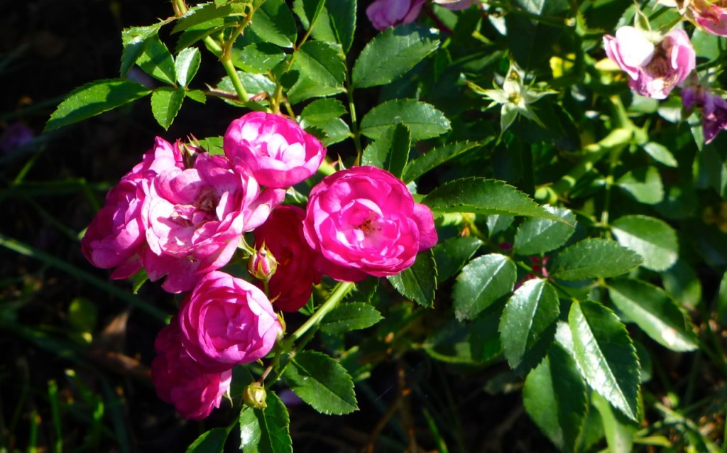 Sigrid Shrub