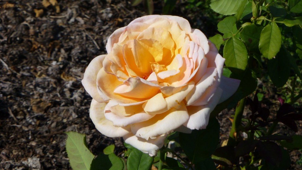 Tahitian Sunset Hybrid Tea Rose