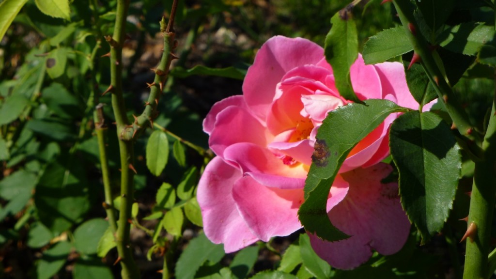 Tiffany Hybrid Tea Rose
