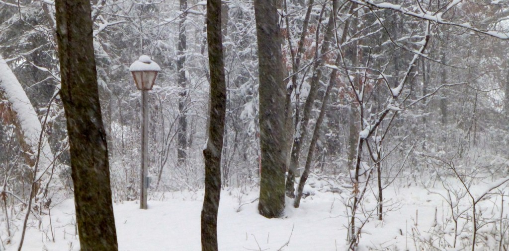 Snowfall on Trees