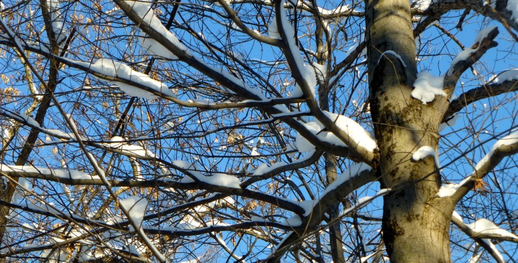 Winter Blue Sky, Minnesota