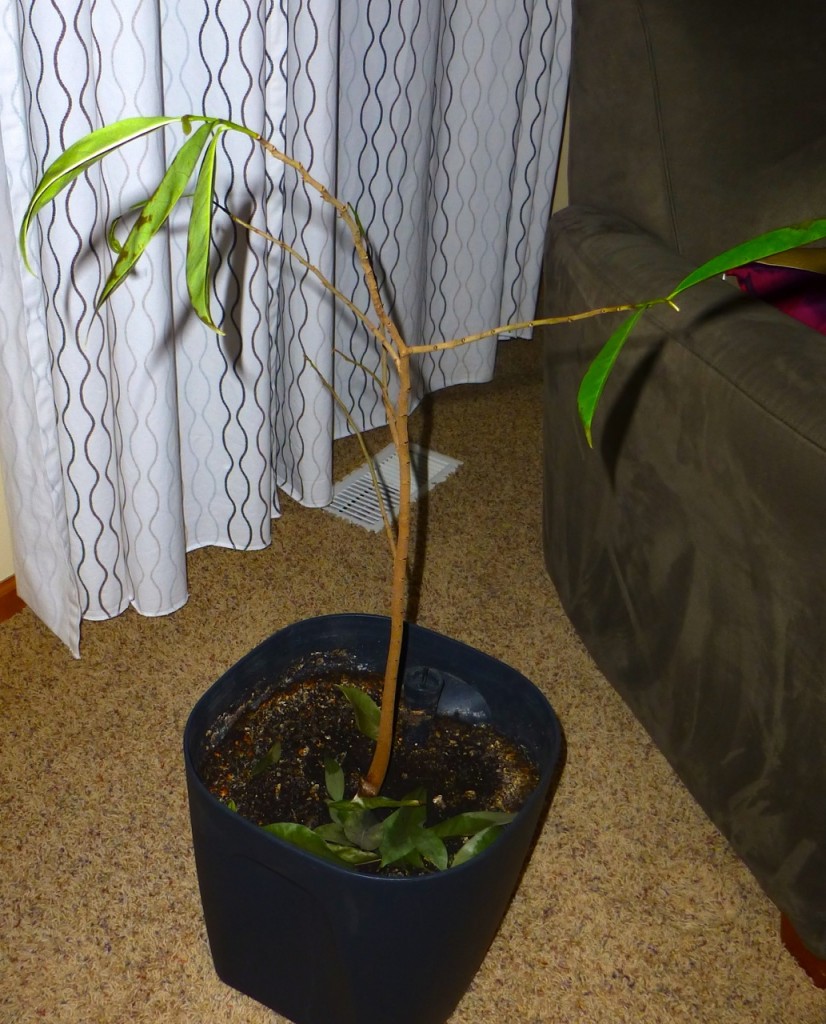 A Dying Guanabana Plant