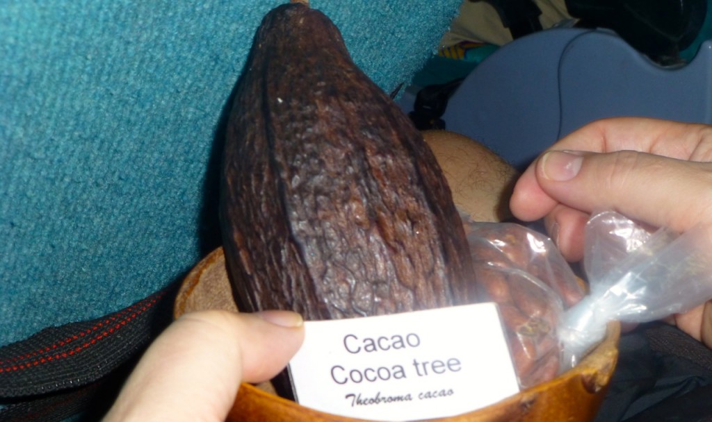 Cacao from Cocoa Tree