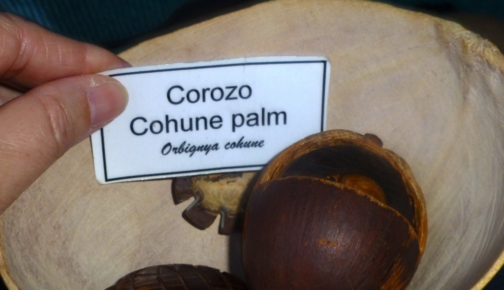Corozo Cohune Palm