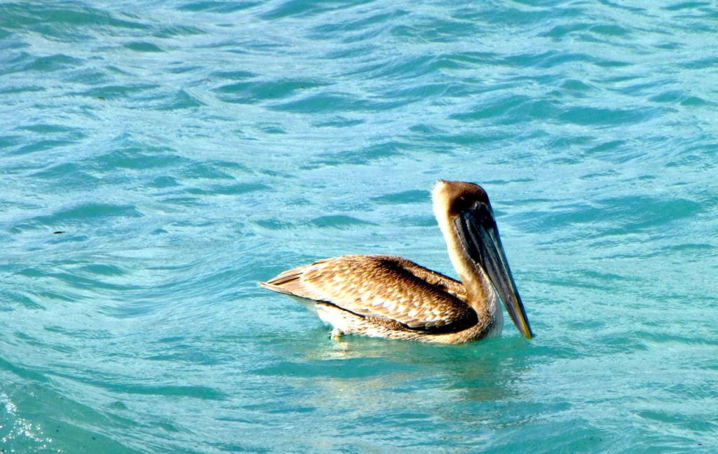 Cozumel, Mexico Pelican