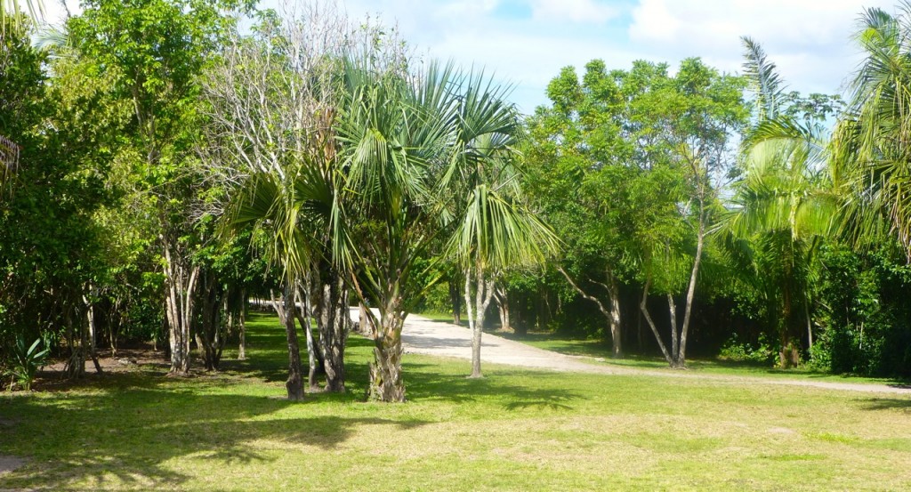 Trees at Chacchoben Mayan Ruins