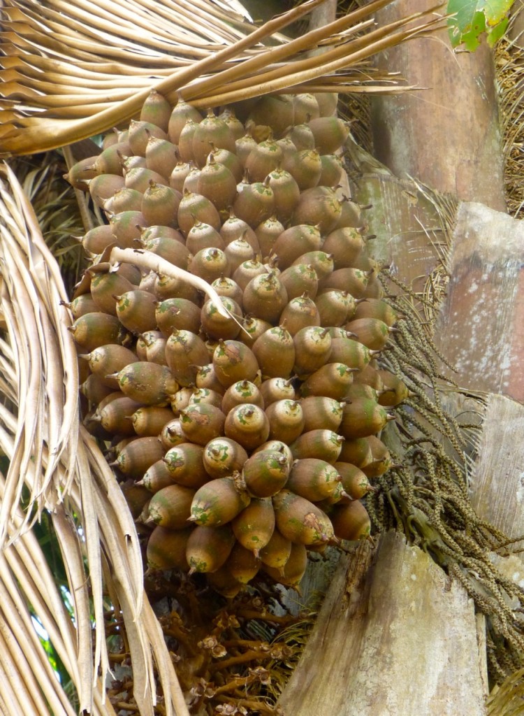 Corozo Cohune Palm Nut