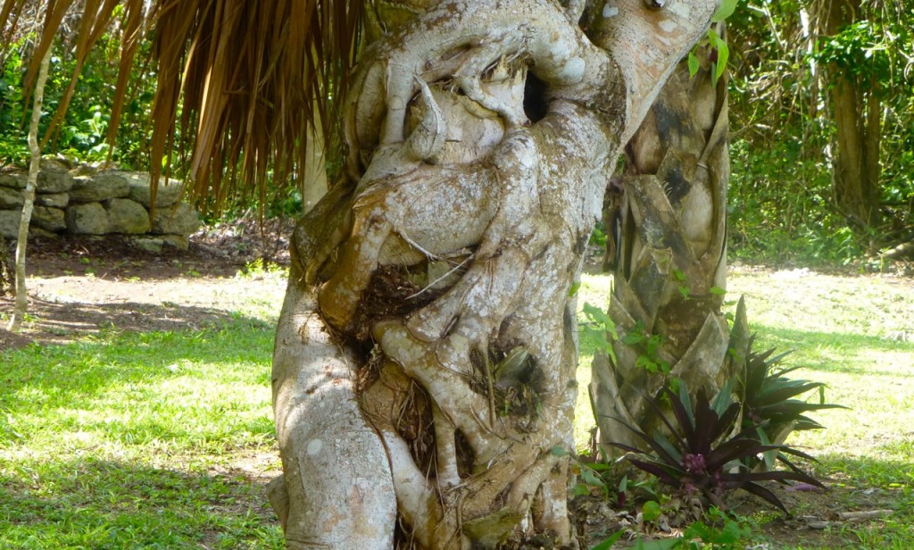 Tree at Chacchoben Mayan Ruins