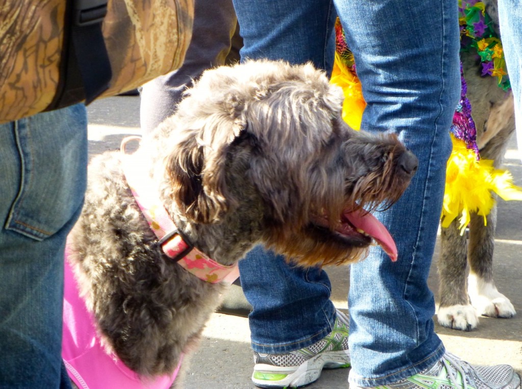 Dog, French Quarter, Louisiana