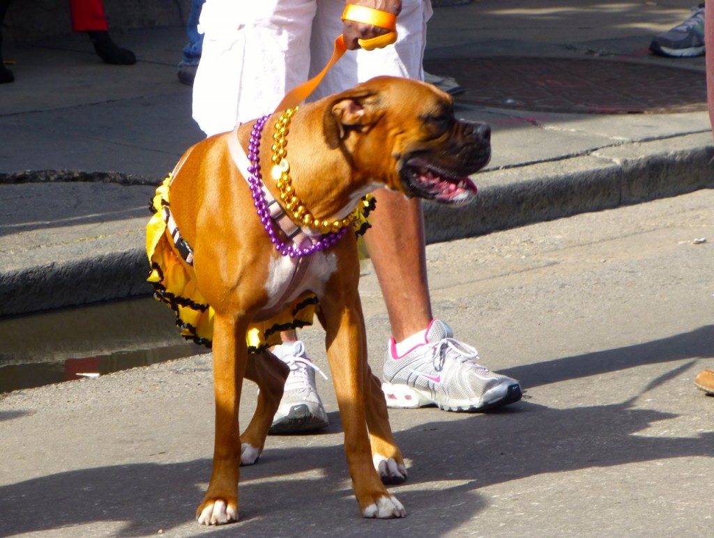 Dog, French Quarter, Louisiana