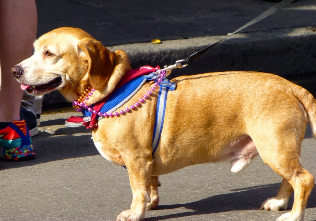 Dog, French Quarter, Louisiana