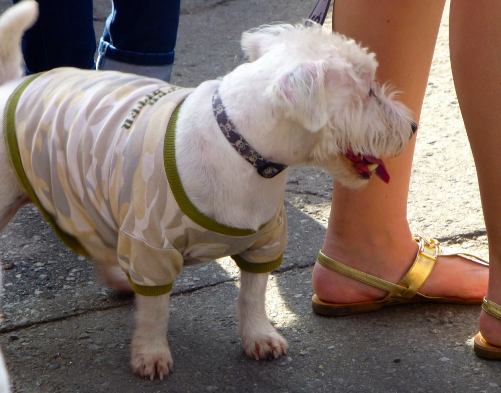 Dog, French Quarter, Louisiana