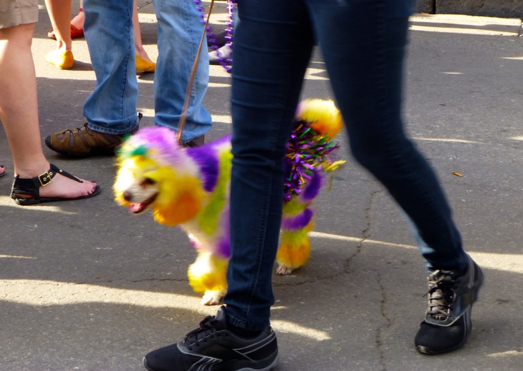 Dressed Up Dog,French Quarter, Louisiana