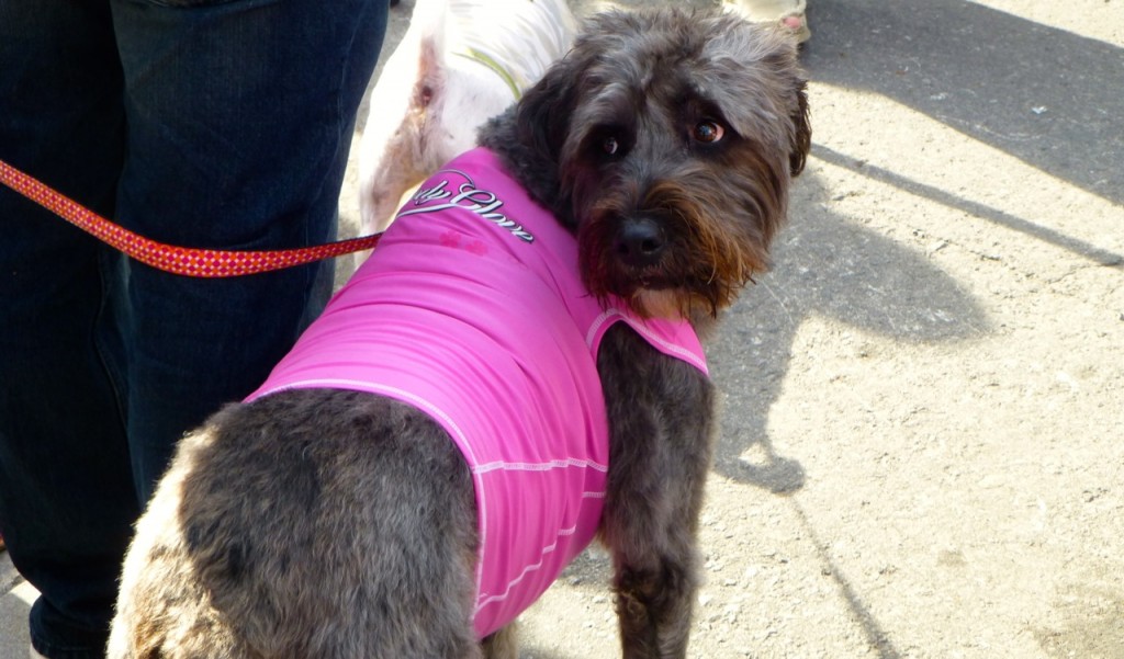 Dog, French Quarter, Louisiana