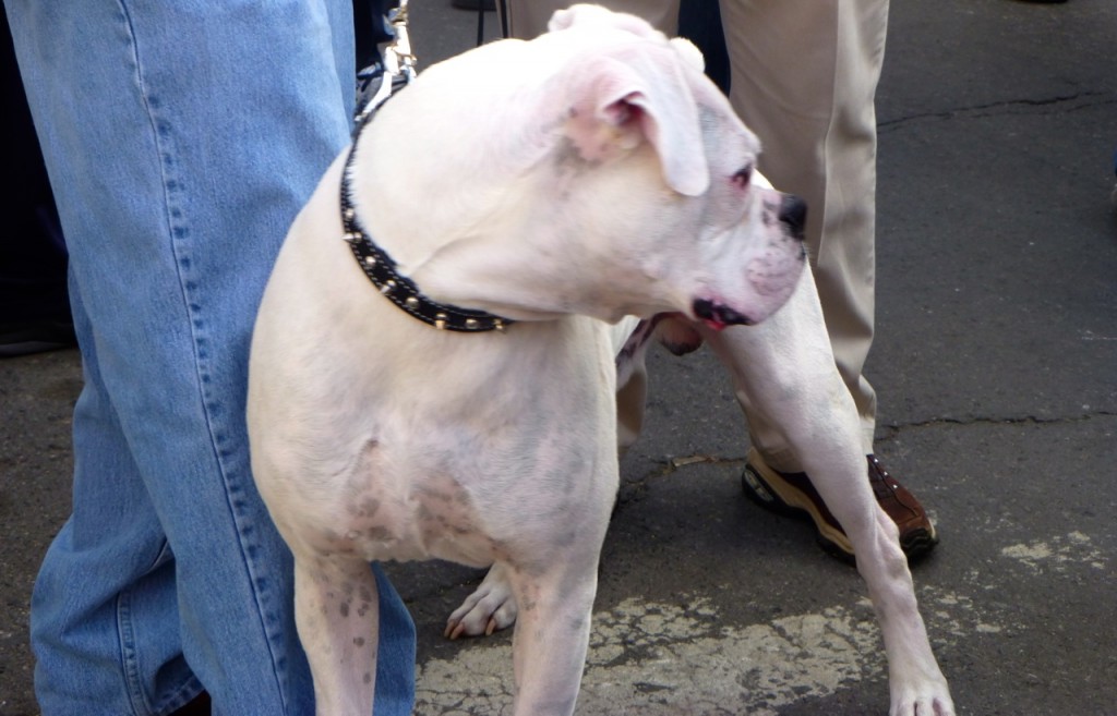 Dog, French Quarter, Louisiana