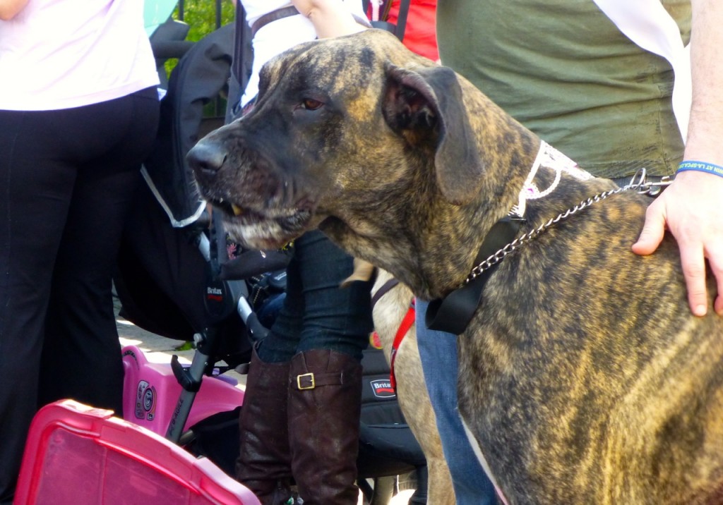 Dog On Parade, French Quarter, Louisiana