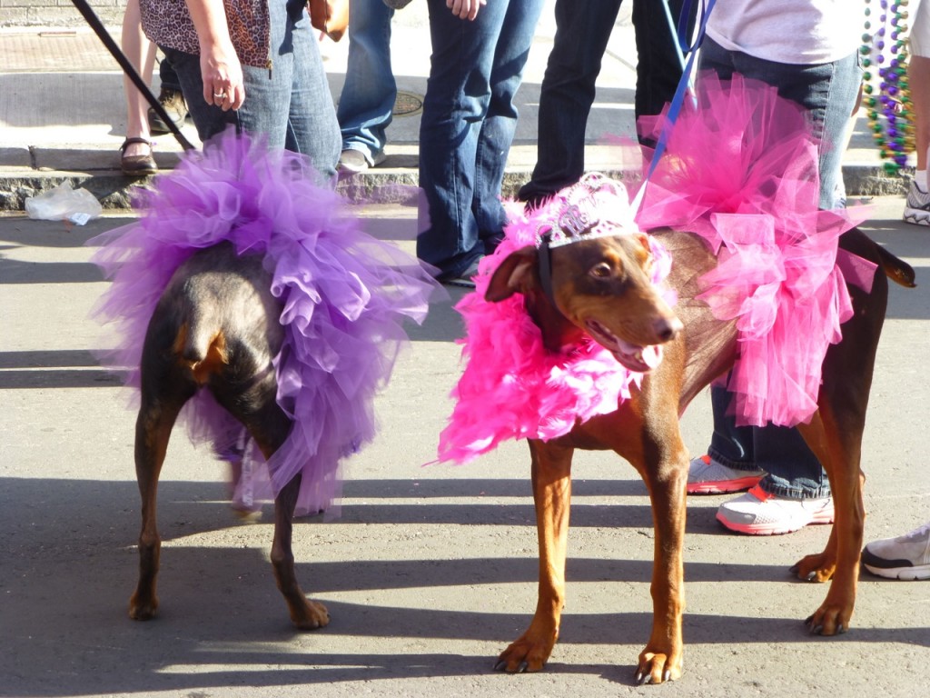 Dressed Up Dogs, French Quarter, Louisiana