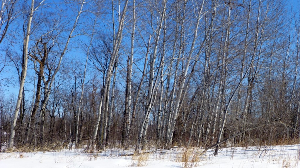 Northern Minnesota