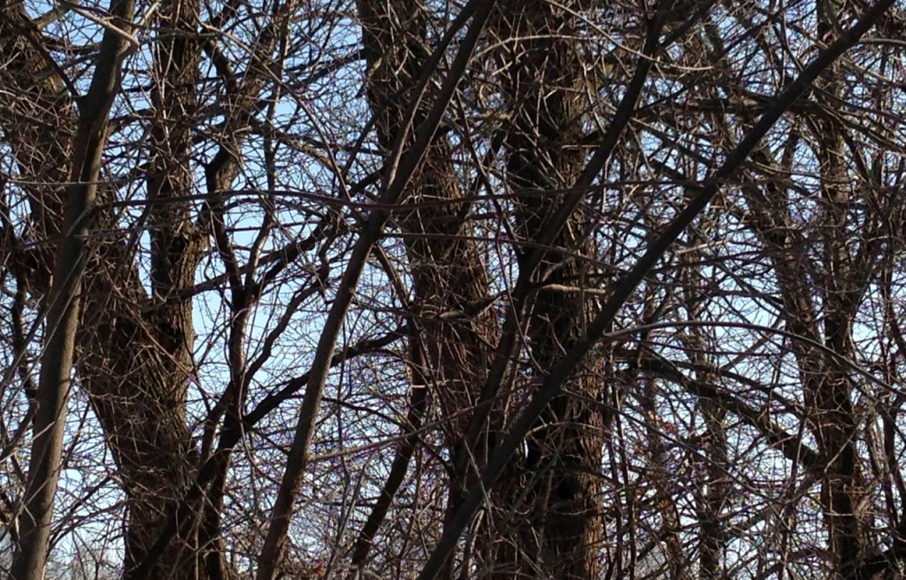 Hidden Woodpecker