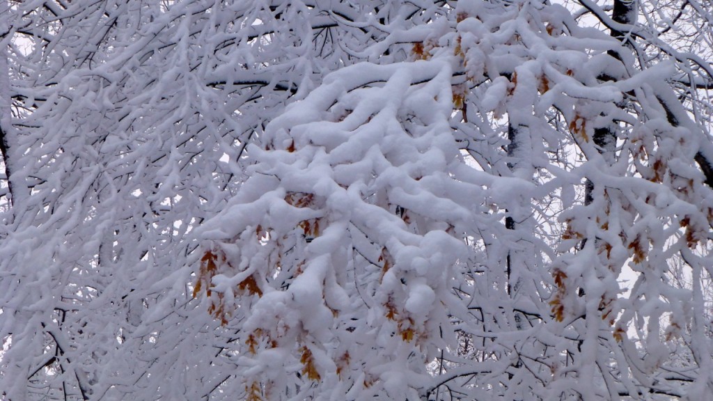 Minnesota April Snow