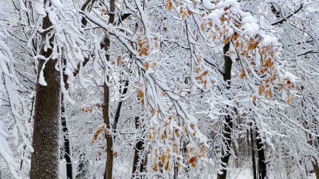 Minnesota April Snow