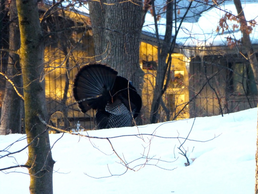 Wild Minnesota Turkey