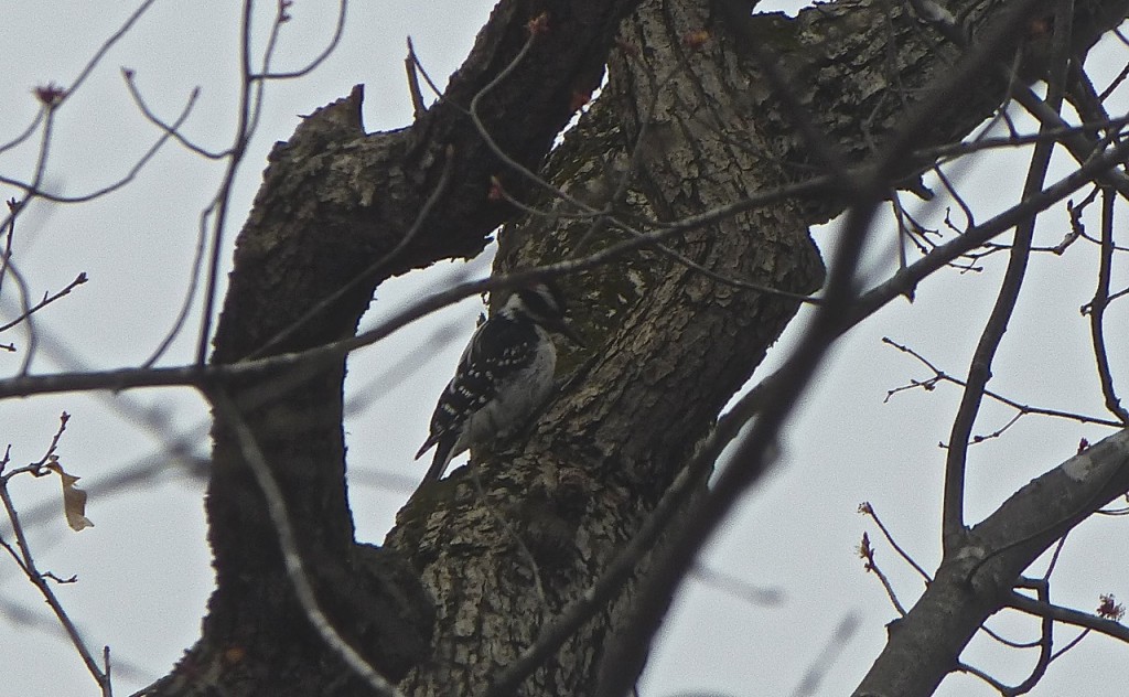 Female Downy Woodpecker