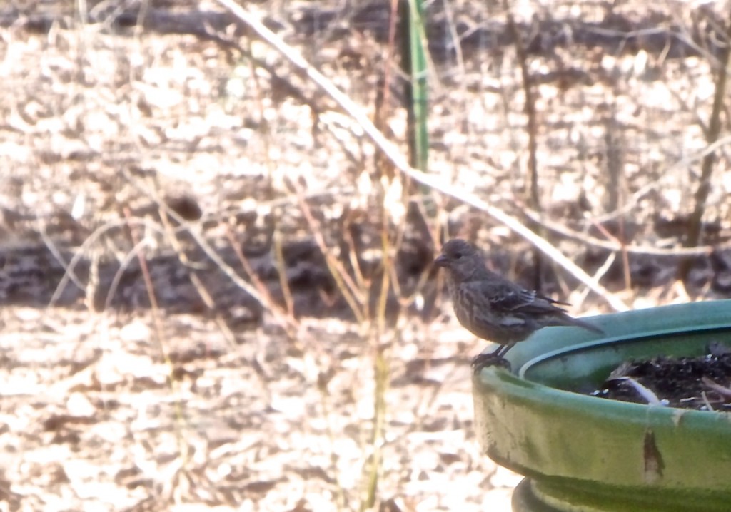 Female House Finch