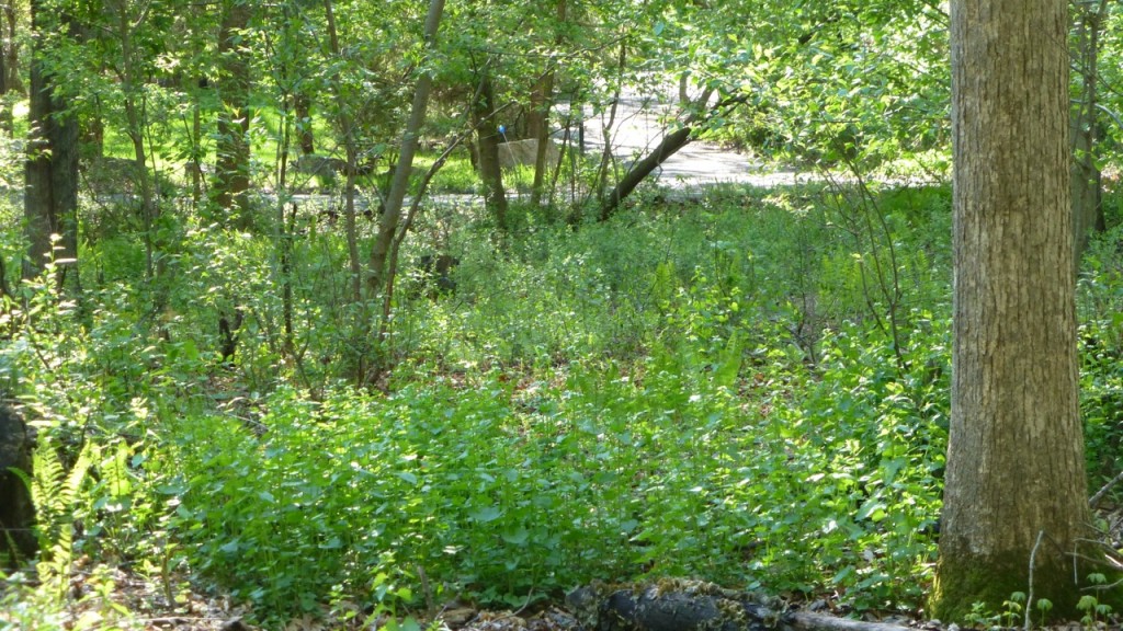 Field of Garlic Mustard Weeds