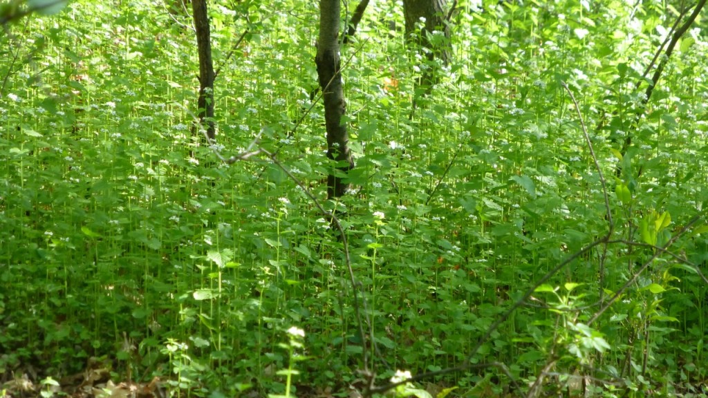 Field of Garlic Mustard Weeds