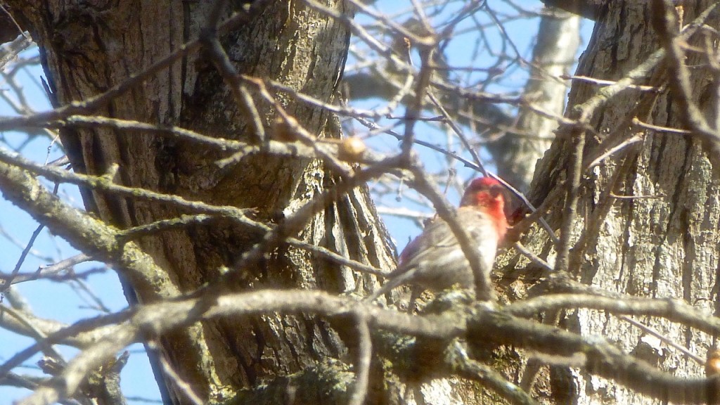 Male House Finch