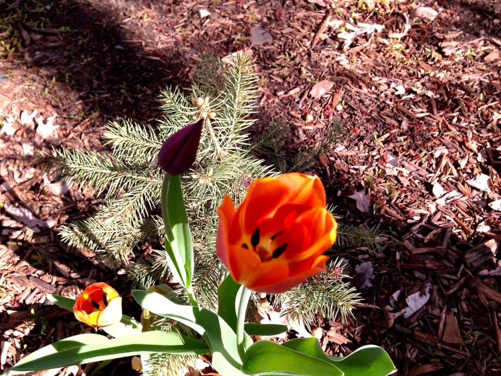 Minnesota Tulip