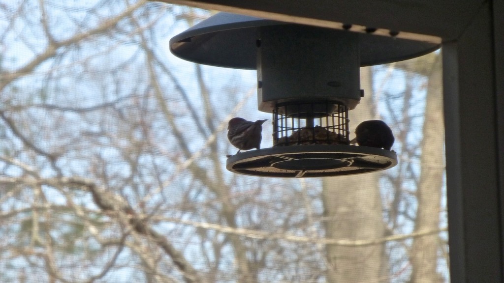 Birds at Feeder