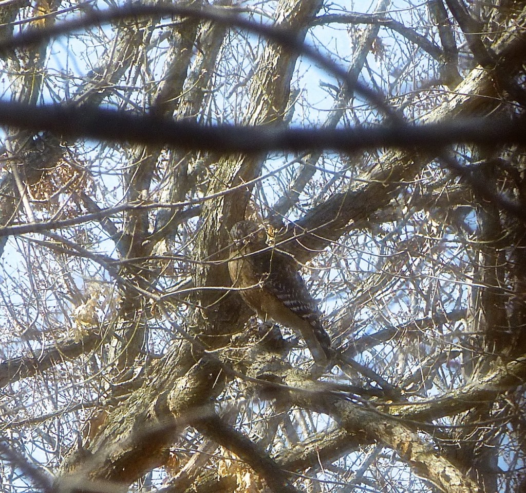 Red Shouldered Hawk