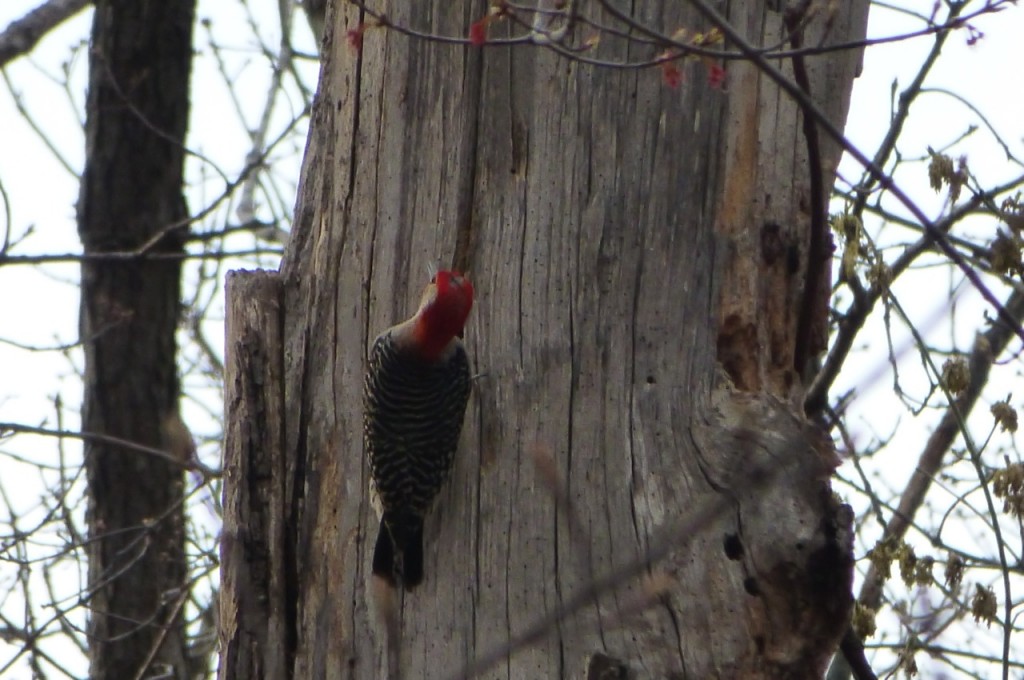 Male Downy Woodpecker 