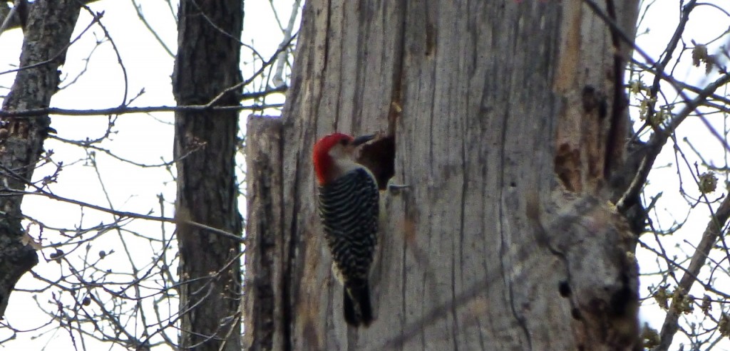 Male Downy Woodpecker