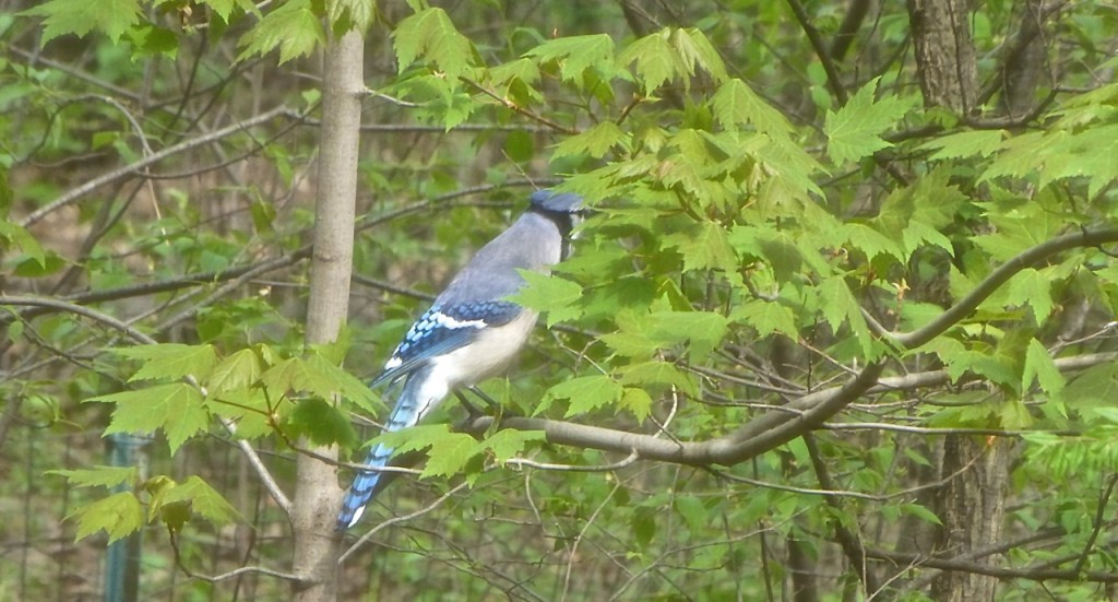 Minnesota Blue Jay