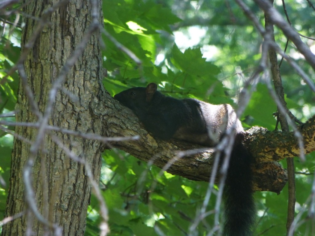 Black Squirrel