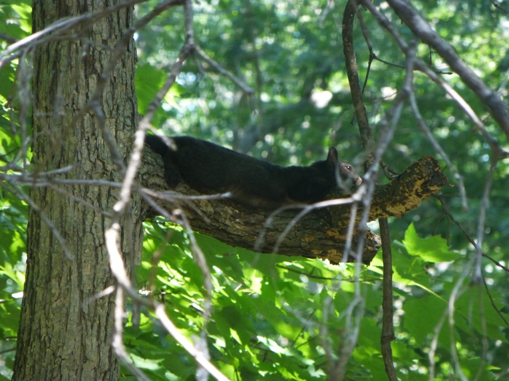 Black Squirrel